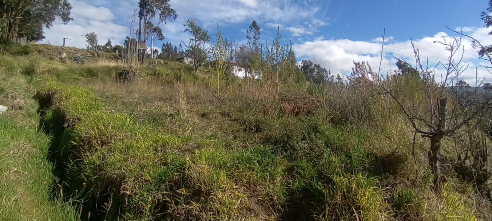 EC-RJ-157711 — Vegetación del terreno en El Tambo, Pelileo Vegetación del terreno en El Tambo, Pelileo
