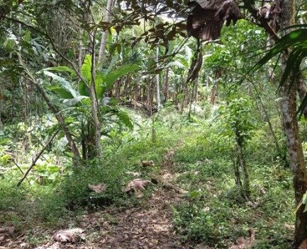 EC-RJ-157408 — Vegetación del terreno, Timbara Terreno con árboles, plantas de plátano y vegetación en la finca El Maní, Timbara.