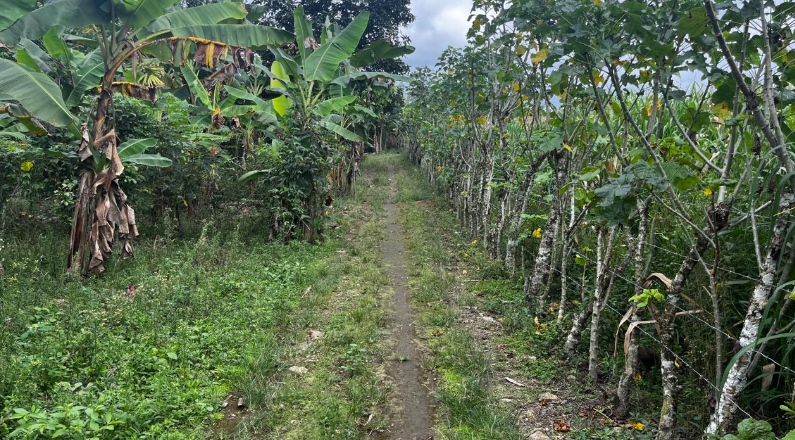 EC-RJ-157794 — Circulación interna entre cultivos Sendero interior entre cultivos y árboles de la finca
