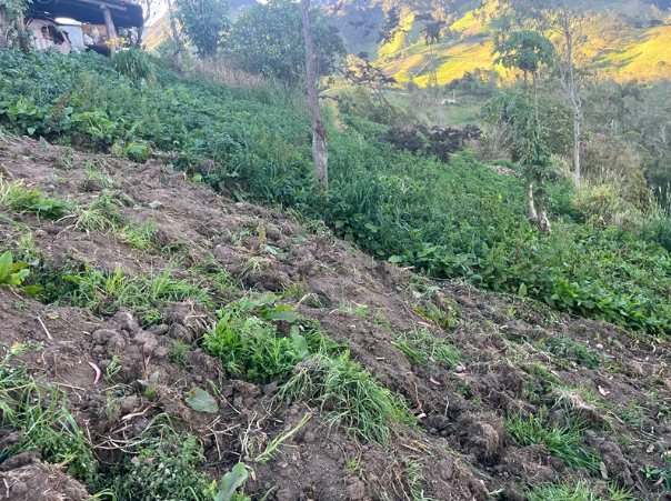EC-RJ-157983 — Cultivos y pendiente del terreno Vegetación y cultivos sobre terreno con pendiente