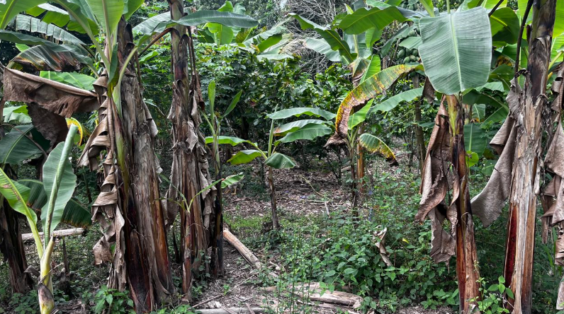 EC-RJ-157794 — Plátano y vegetación del terreno Plantas de plátano y vegetación del predio en El Carmen