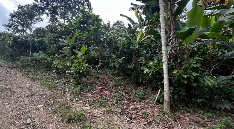 EC-RJ-157794 — Portada de finca en El Carmen Vegetación y cultivos junto al acceso de la finca en El Carmen