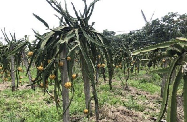 EC-RJ-157586 — Pitahaya con frutos Plantas de pitahaya con frutos sobre postes y alambres en la finca de Sangay.