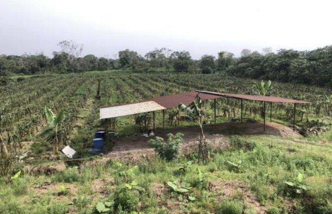 EC-RJ-157586 — Portada, finca de pitahaya en Sangay Vista panorámica del cultivo de pitahaya y áreas cubiertas de la finca en Sangay, Palora.
