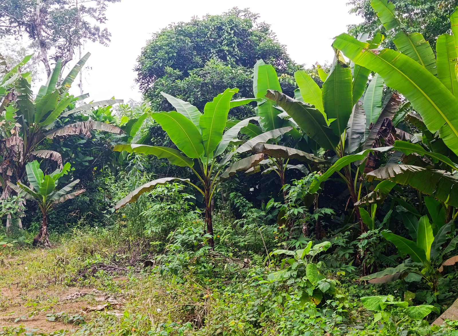 EC-RJ-157596 — Vegetación y sembríos — Río Verde, Santo Domingo Vegetación y sembríos de la propiedad EC-RJ-157596 en Río Verde, Santo Domingo.
